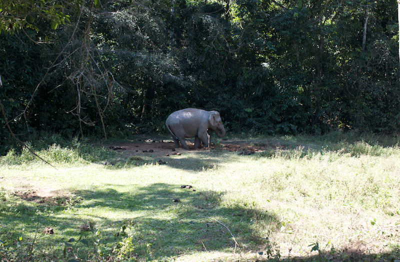 kao yai elephants