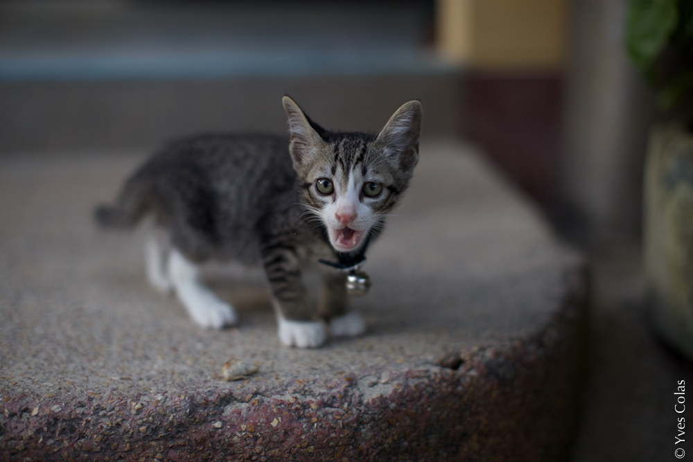 thailande-chiang-mai-voyage-yves-colas-45