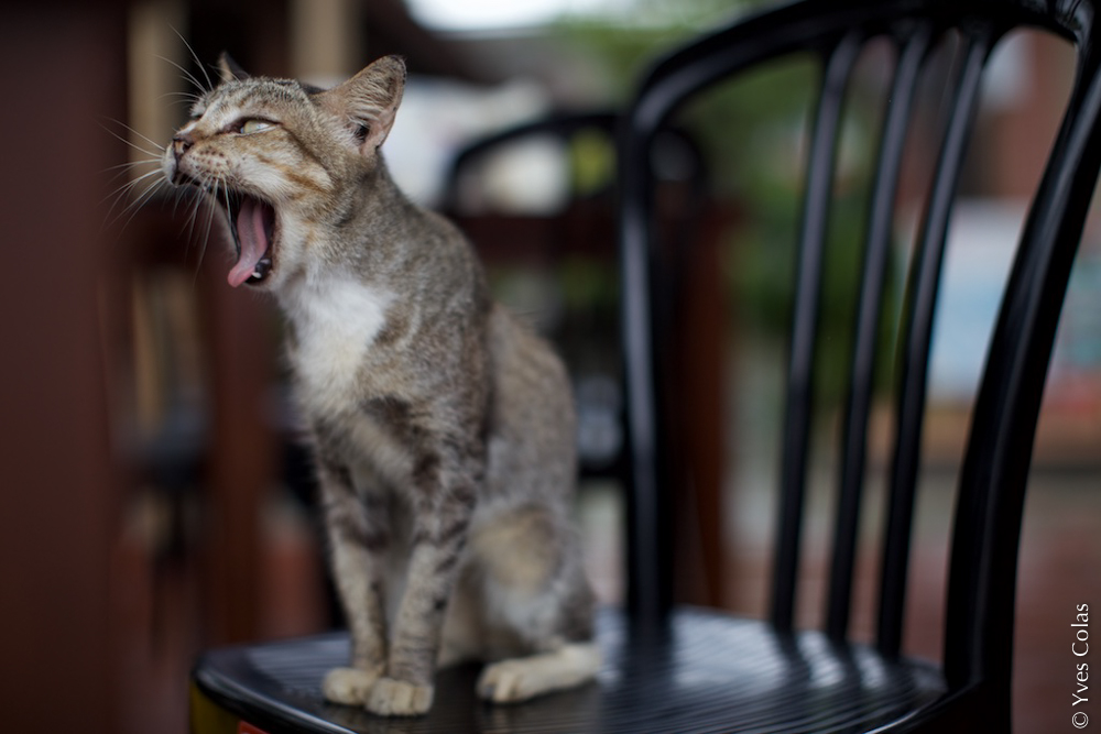 thailande-chiang-mai-voyage-yves-colas-67